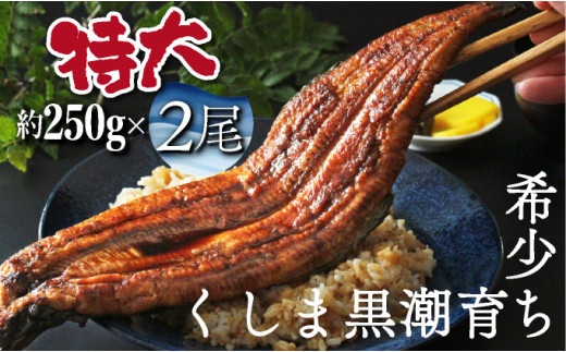 【期間限定】天然物　ウナギ　特大サイズ　２匹 期間限定】天然物 ウナギ 特大サイズ 2匹