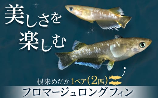 フロマージュロングフィン 1ペア 2匹 根来めだか《90日以内に出荷予定(土日祝除く)》和歌山県 岩出市 めだか フロマージュ 観賞用 送料無料 -  和歌山県岩出市｜ふるさとチョイス - ふるさと納税サイト