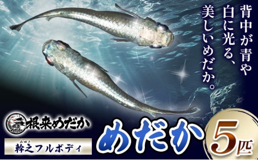 メダカ(幹之フルボディ) 5匹 根来めだか《90日以内に出荷予定(土日祝除く)》和歌山県 岩出市 めだか 観賞魚 幹之めだか フルボディ メダカ  送料無料 - 和歌山県岩出市｜ふるさとチョイス - ふるさと納税サイト