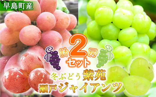 冬ぶどう紫苑（1房）・瀬戸ジャイアンツ（1房）セット（林果樹園 
