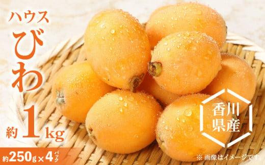 ハウスびわ 約1kg【2026-4月中旬～2026-5月上旬配送】 - 香川県高松市