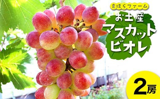 お土産マスカットビオレ2房 TY0-0664 - 岡山県津山市｜ふるさとチョイス - ふるさと納税サイト