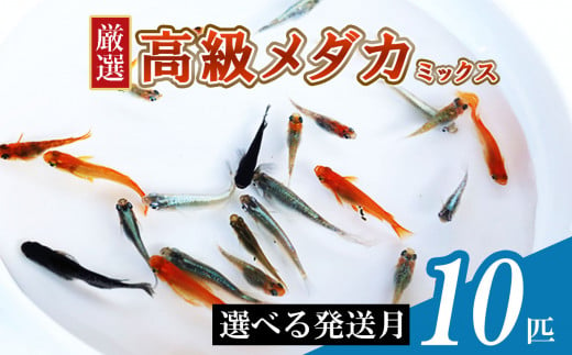 メダカ ミックス 10匹 | めだか 混合 多種 多色 セット 選別 熱帯魚 ユリシス 楊貴妃 灯 琥珀 ブラック 黄金 暁 パンダ 鰭長 ひれなが  観賞魚 観賞用 観賞 飼育 金魚 - 熊本県和水町｜ふるさとチョイス - ふるさと納税サイト