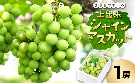 先行予約・令和7年度産＞ 上出来シャインマスカット1房 TY0-0805 - 岡山県津山市｜ふるさとチョイス - ふるさと納税サイト