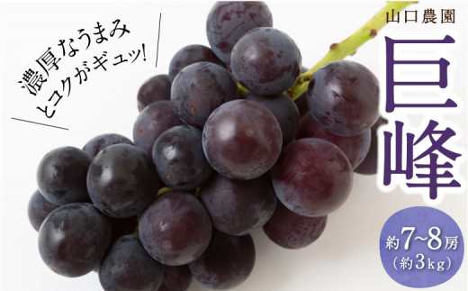 先行予約】山口農園 巨峰 7房から8房 (約3kg) 2025年8月下旬から9月 