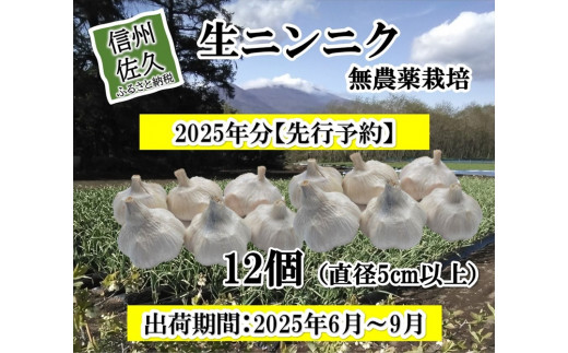 先行予約】 生ニンニク 12個 (直径5cm以上) にんにく 無農薬栽培 ホワイト 六片種 最高級 薬味〈出荷時期:2025年6月1日出荷開始～9月30日出荷終了〉【  ホワイト六片種 ニンニク 大蒜 安心安全 農薬 不使用 長野県 佐久市 小林農園 MK企画 旬彩 】 - 長野県佐久市 ...