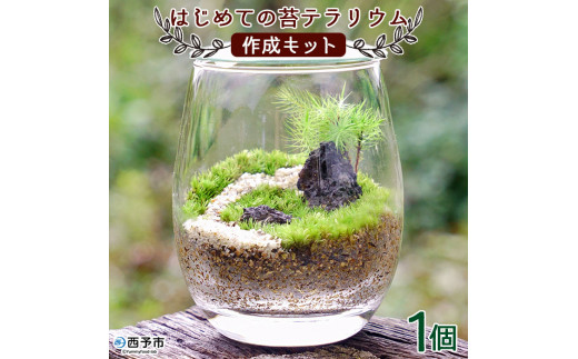はじめての苔テラリウムにピッタリの作成キット☆作り方動画付 - 愛媛