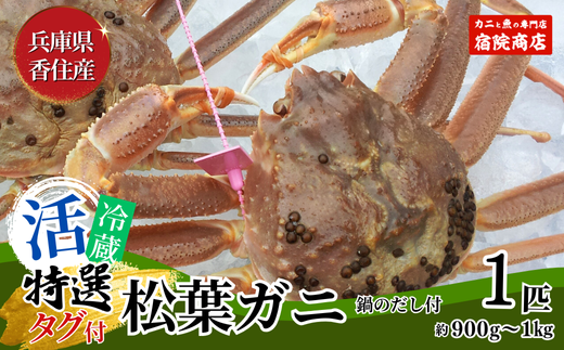 特選 活 松葉ガニ 生 1匹（約900g～1kg）冷蔵】11月中旬以降配送予定 水揚げの関係上、配達日の指定はできません  香住で水揚げされた新鮮な活松葉ガニをお届け カニの本場 香住 新鮮 国産 鍋 かにすき 脚 足 爪 身 肩 大人気 ふるさと納税 兵庫県 香美町 香住  柴山 ...