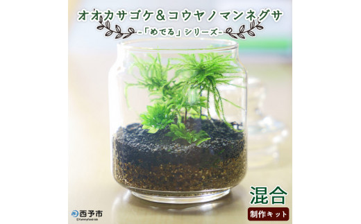 めでる」シリーズ：苔テラリウム制作キット オオカサゴケ&コウヤノ 