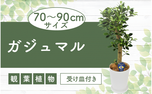 【観葉植物】ガジュマル70cm～90cm(鎌ヶ迫園芸場/014-1389) 観葉植物 植物 鉢付 インテリア 室内 オフィス おしゃれ プレゼント  ギフト 開店祝い 移転祝い マイナスイオン【配送不可地域：北海道・沖縄県・離島】 - 鹿児島県指宿市｜ふるさとチョイス ...