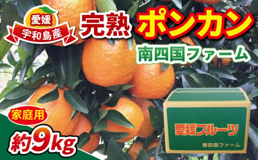 家庭用 完熟 ポンカン 約 9kg 南四国ファーム 果物 フルーツ 柑橘 みかん 数量限定 産地直送 農家直送 国産 愛媛 宇和島  B012-035004 - 愛媛県宇和島市｜ふるさとチョイス - ふるさと納税サイト