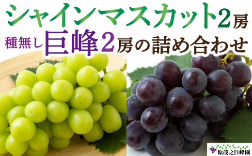 y͎szys\zΔV VC}XJbg 2[  햳  2[  lߍ킹 y2026N8{`8{菇\z  Ԃǂ uhE ʕ  t