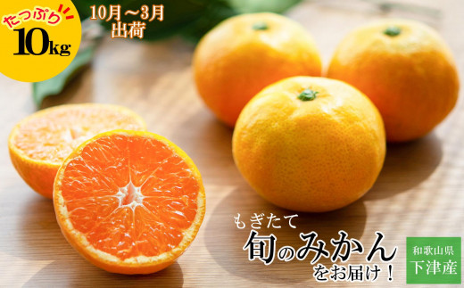 みかん【和歌山のみかん】訳あり 10kg 大小混合サイズ ご家庭用 10月 