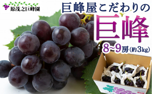 先行予約】原茂之巨峰園 巨峰屋こだわりの巨峰 8房から9房 (約3kg 