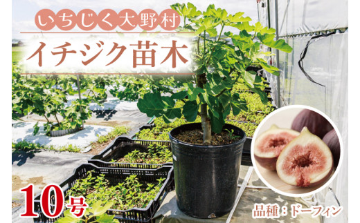 イチジク苗木 10号 【なえぎ 観葉 植物 いちじく 自宅 ポット ドーフィン 茨城県 鹿嶋市】（KAE-8） - 茨城県鹿嶋市｜ふるさとチョイス -  ふるさと納税サイト