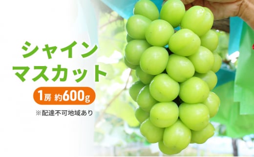 yRzԂǂ 2026N s\ VC}XJbg 1[ 600g uhE VC }XJbg  R Y t[c ʕ