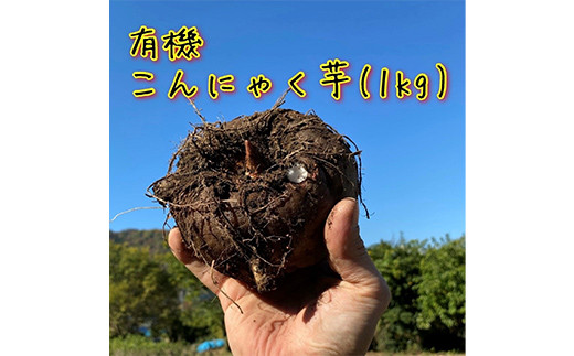 ショップレビュー ランキング 有機こんにゃく芋(約1kg)(レシピ・凝固剤付き) F21K-398 群馬 - 筆記具