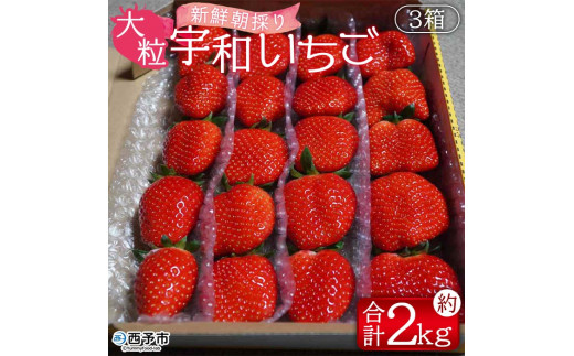 農家厳選 新鮮朝採り 宇和いちご 大粒 3箱（合計約2kg）＞ イチゴ 苺