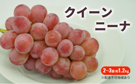 ぶどう 2026年 先行予約 クイーンニーナ 2～3房 約1.2kg ブドウ 葡萄