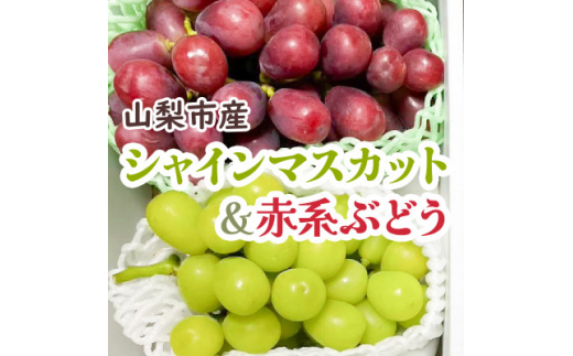 シャインマスカット&赤系ぶどう 各1房(2房合計1kg程度)【1521015】 - 山梨県山梨市｜ふるさとチョイス - ふるさと納税サイト