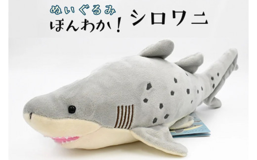 ぬいぐるみ シロワニ アクアワールド 大洗 オリジナル サメ グッズ 茨城 水族館 さめ 鮫 限定 - 茨城県大洗町｜ふるさとチョイス -  ふるさと納税サイト