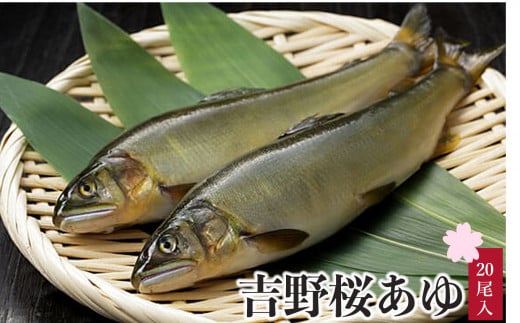 吉野の鮎 吉野桜あゆ（新鮮抜群！活〆鮎）20尾入 - 奈良県吉野町