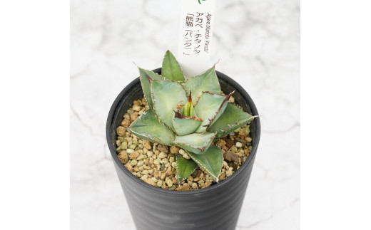 株】アガベ チタノタ パンダ '熊猫' No.3 子株付き アガベ チタノタ