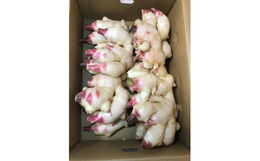 ya̎Ra̎Rsza̎RY  VI  4kg 2026N  s\