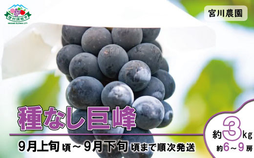 No.5657-2636]種なし巨峰 約3kg (約6～9房)《宮川農園》□2024年発送□※9月上旬頃～9月下旬頃まで順次発送予定 - 長野県須坂市｜ ふるさとチョイス - ふるさと納税サイト