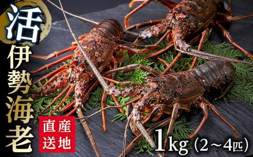 活 伊勢海老 1kg（2～4匹）南紀黒潮イセエビ 年末年始 お正月 お届け可【着日指定必須】｜期間限定 漁師直送 海鮮 海老 とれたて 人気 -  和歌山県那智勝浦町｜ふるさとチョイス - ふるさと納税サイト