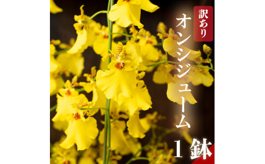 ドライフラワー 額縁 オンシジューム 20,000円～｜アーティフィシャル