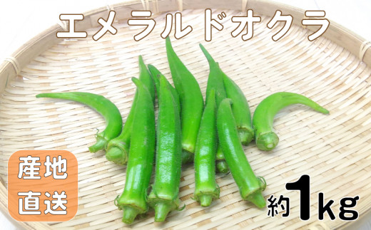 【完売】新鮮オクラ約1キロ 新鮮オクラ約1キロ