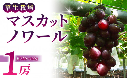 草生栽培】マスカットノワール ご贈答品 １房（約350〜400g） ｜超希少種ぶどう - 長野県東御市｜ふるさとチョイス - ふるさと納税サイト