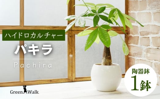 観葉植物 パキラ ピュアボウル ハイドロカルチャー 陶器 鉢植え - 愛知県豊橋市｜ふるさとチョイス - ふるさと納税サイト