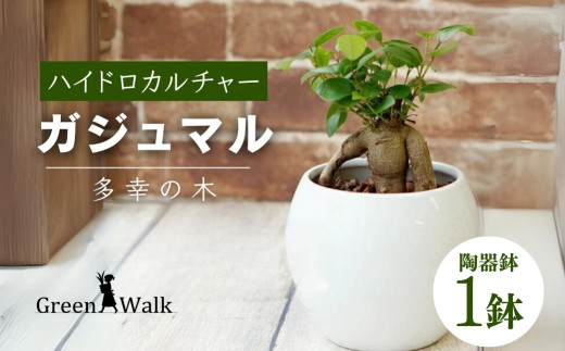 観葉植物 ガジュマル ピュアボウル ハイドロカルチャー 陶器 鉢植え - 愛知県豊橋市｜ふるさとチョイス - ふるさと納税サイト