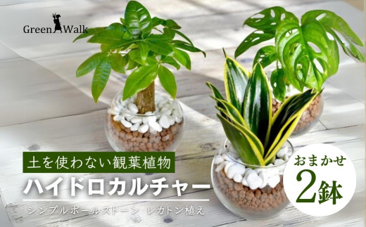 観葉植物 ハイドロカルチャー シンプルボールストーン レカトン植え 愛知県豊橋市｜ふるさとチョイス ふるさと納税サイト