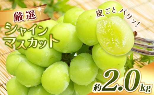 先行受付】松本生まれの品種 ぶどう 黄華 (おうか) 2房 約1kg｜黄華 長野県 信州 松本市 松本原産 松本発祥 果物 ぶどう マスカット  フルーツ ブドウ 甘い 葡萄 種無し 新鮮 信州産 先行予約 - 長野県松本市｜ふるさとチョイス - ふるさと納税サイト