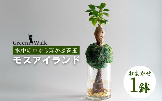 ハイドロカルチャー 観葉植物 モスアイランド 鉢植え 土無し インテリア 苔玉 - 愛知県豊橋市｜ふるさとチョイス - ふるさと納税サイト