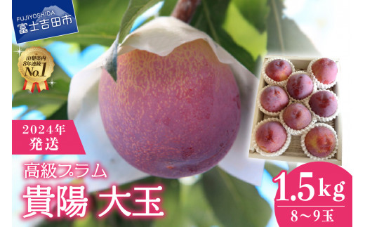 2025年発送】【数量限定】【期間限定】【高級プラム】貴陽 大玉1.5kg(8 