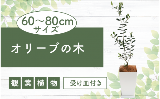 【観葉植物】オリーブの木60cm～80cm(Green Base/014-1385) 南国鹿児島県で育った 観葉植物！植物 鉢付 インテリア 室内  オフィス おしゃれ プレゼント ギフト 開店祝い 移転祝い マイナスイオン【配送不可地域：北海道・沖縄県・離島】 - 鹿児島県指宿市 ...