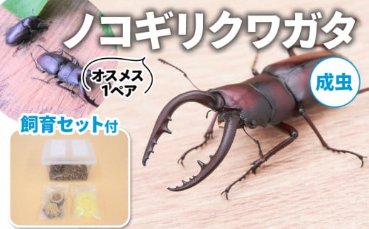 ノコギリクワガタ（成虫）オスメス1ペア飼育セット付【配送期間は6月下旬～8月上旬】 [№5299-0050] - 京都府南山城村｜ふるさとチョイス -  ふるさと納税サイト