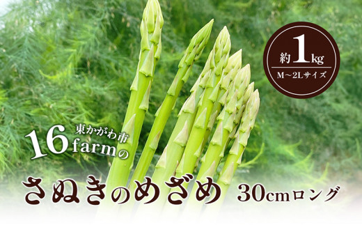 y쌧sz[4631-2613]16farm̃AXpuʂ̂߂30cmOvM`2LTCY1kg AXpKX ʂ̂߂ OAXp  ₳ VN 