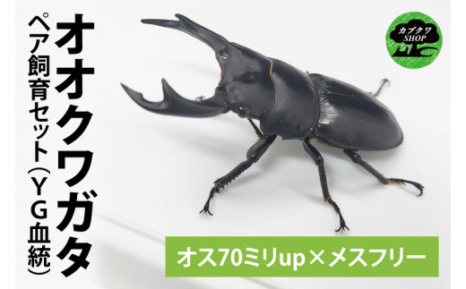 YG血統】【数量限定】ペアオオクワガタ♂♀（オス70ミリup×メスフリー）ペア飼育セット【クワガタ クワガタムシ カブトムシ 昆虫 虫 国産 飼育  セット 夏休み 自由研究 鹿嶋市 茨城県】（KBY-4） - 茨城県鹿嶋市｜ふるさとチョイス - ふるさと納税サイト