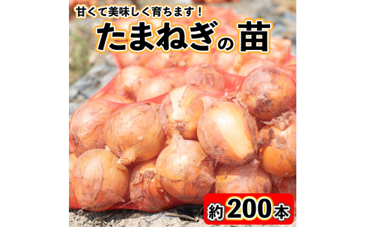 玉ねぎ 苗 約200本 セット 玉葱 たまねぎ 苗 野菜 家庭菜園 栽培 植物 植木 苗木 ポット 土 ガーデニング セット 詰め合わせ 花壇  プランター 生産者直送 徳島県 阿波市 - 徳島県阿波市｜ふるさとチョイス - ふるさと納税サイト