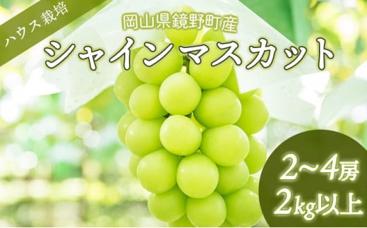 先行予約＞期間限定 シャインマスカット（ハウス栽培）【004-a021】 - 岡山県鏡野町｜ふるさとチョイス - ふるさと納税サイト