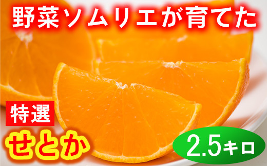 野菜ソムリエ石児さんの「特選 せとか 2.5kg」 ミカン みかん