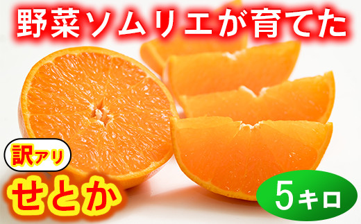 訳あり・優品】野菜ソムリエ石児さんの「せとか 5kg」 ミカン みかん