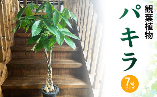 sd1_efb450c5c402fa3d71aa2a9320