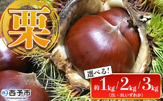 栗 約1kg／2kg／3kg（2Lまたは3Lサイズ）愛媛県西予市産 クリ くり 中