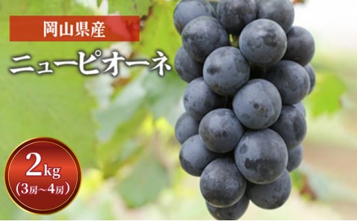 yRsz[5615-0558]Ԃǂ j[ sI[l 2kg 3[`4[ 1[ 500g`600g  t[c R sY Ԕ_ 2026N s\